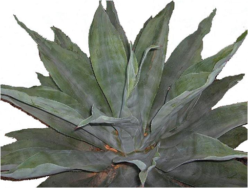 Agave Cocuy Trelease